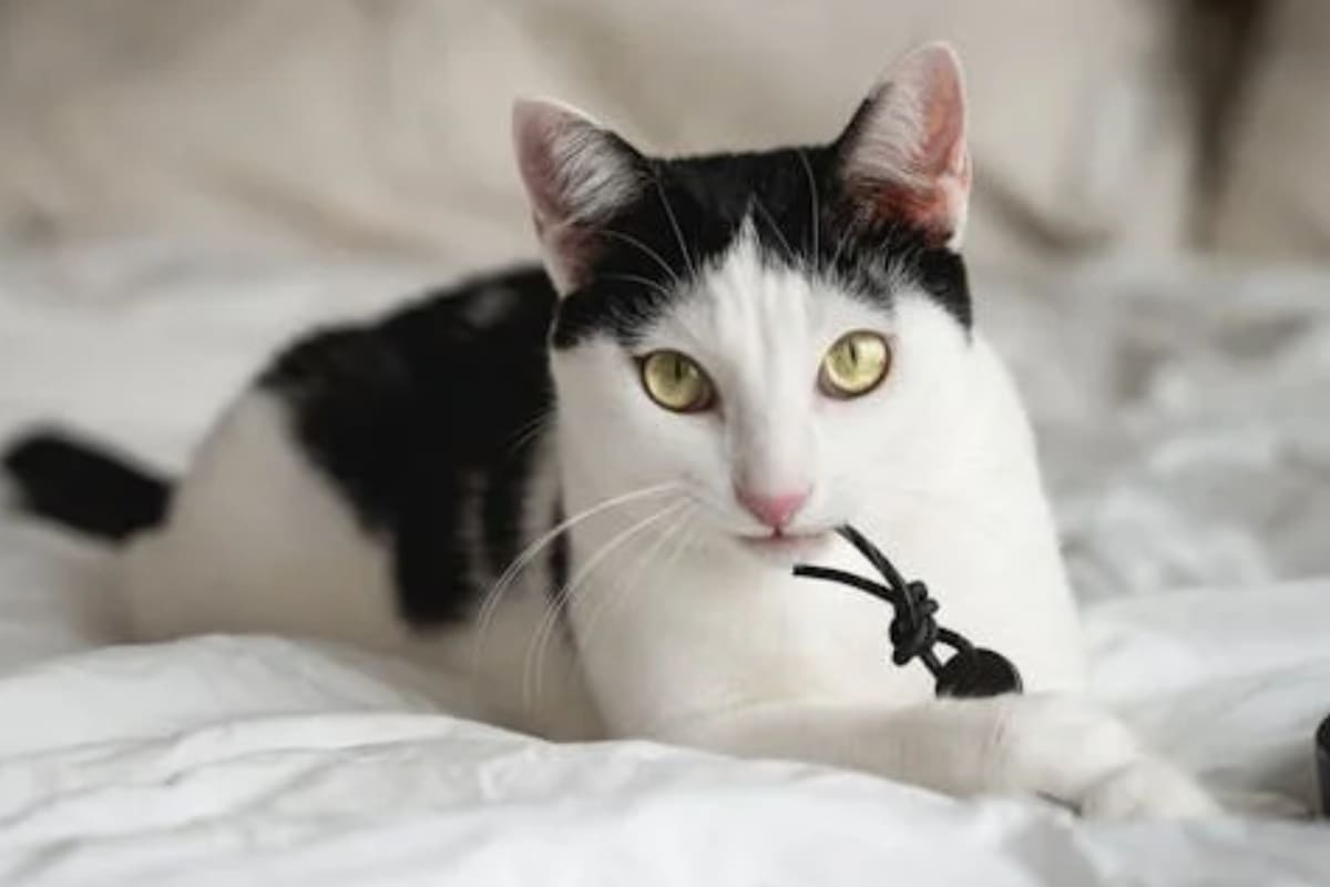 Los gatos presentan mayor actividad terminado el día (Foto Pexels)