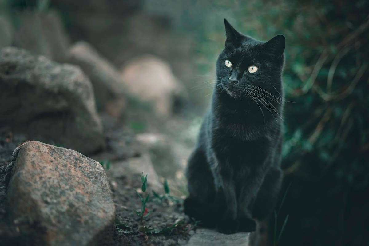 Los gatos preservan un alto nivel de independencia, lo que demanda un método único y adaptado para su enseñanza