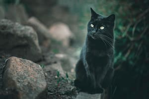 Los gatos preservan un alto nivel de independencia, lo que demanda un método único y adaptado para su enseñanza