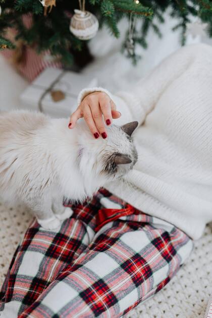 Los gatos pueden captar los cambios emocionales en las personas