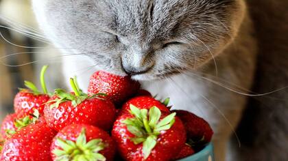 ¿Los gatos pueden comer ñoquis?