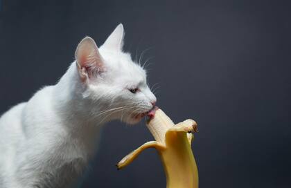 ¿Los gatos pueden comer ñoquis?