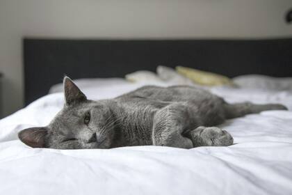 Los gatos pueden dormir entre 12 y 20 horas al día