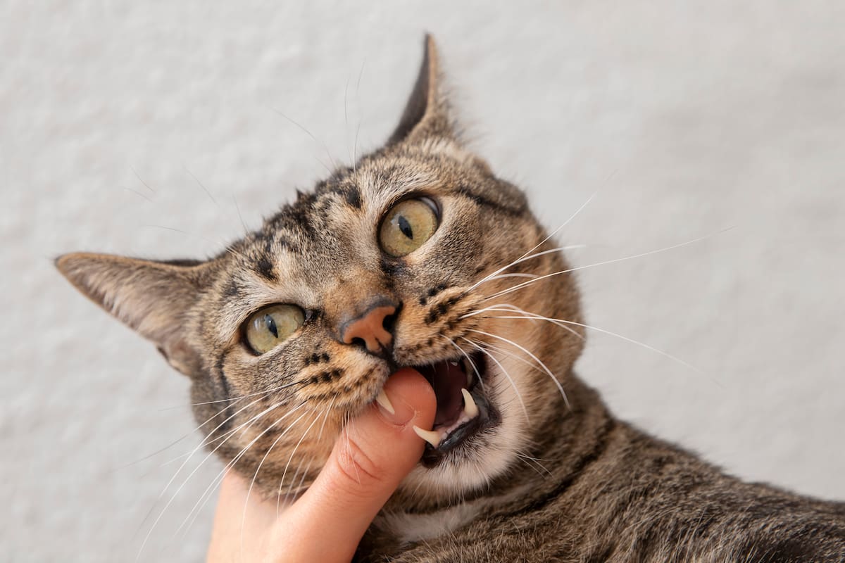 Los gatos pueden morder a sus dueños por diferentes factores (imagen ilustrativa)