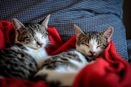 Los gatos pueden no ser juguetones (Foto Pexels)