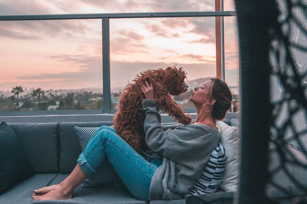Los gatos pueden saltar, pero hay muchos otros cuidados que también hay que tener con los perros
