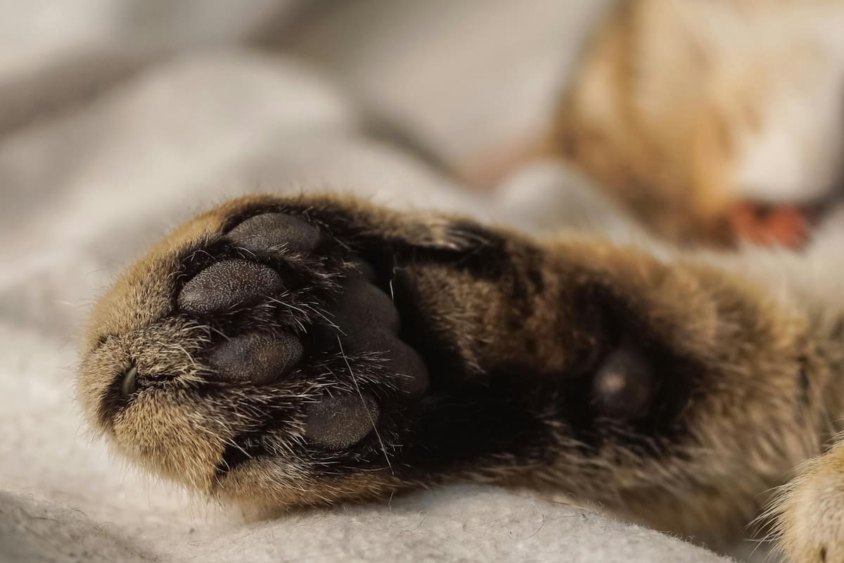 Los gatos pueden ser zurdos, diestros o ambidiestros