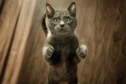 Los gatos pueden sufrir diabetes y los cuidados deben ser exhaustivos (Foto Pexels)