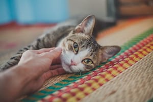 Los gatos que están en sus últimos días suelen desarrollar ciertos comportamientos