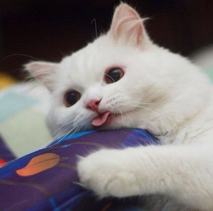 Los gatos que han perdido uno o varios dientes pueden dejar la lengua ligeramente afuera con mayor facilidad, ya que el espacio que antes ocupaban las piezas dentales hace que esta sobresalga sin esfuerzo