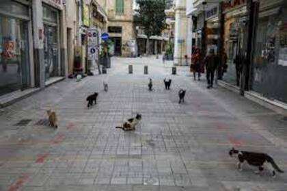 Los gatos que se encuentran abandonados y solos son rescatados por diferentes asociaciones que luego los cuidan y los dan en adopción
