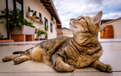 Los gatos que tienen libertad de movimiento cubren áreas de hasta 10 hectáreas en una semana