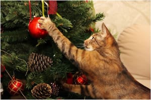 Los gatos reconocen al Árbol de Navidad como un juguete y le traen un dolor de cabeza a sus dueños