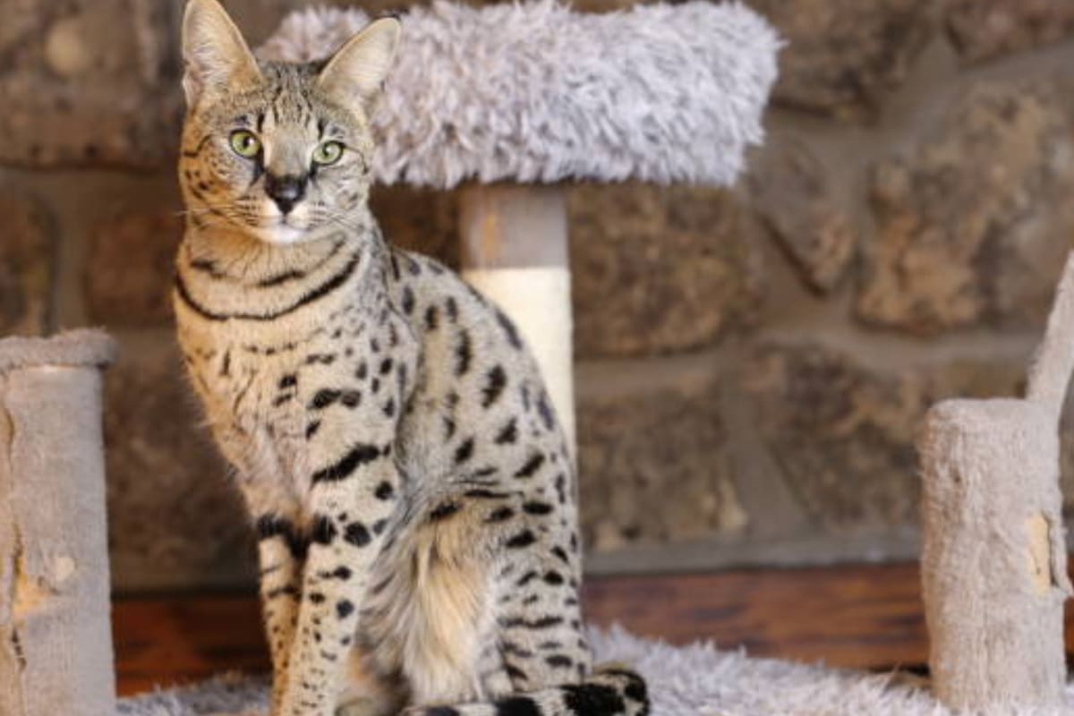 Los gatos Savannah son considerados exóticos (Foto Unsplash)