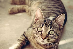 Los gatos se distinguen por la amplia variedad de colores en su pelaje