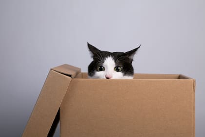 Los gatos se esconden en cajas en busca de seguridad