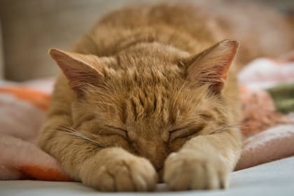 Los gatos se ven atraídos por diversos sonidos (Foto Pexels)