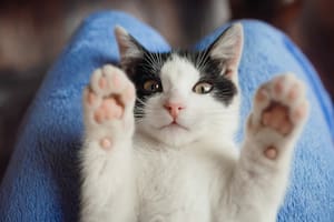 Los gatos se volvieron una mascota popular en los últimos años