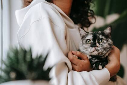 Los gatos sienten gran atracción por diversos sonidos, como los que provienen de la naturaleza (Foto Pexels)