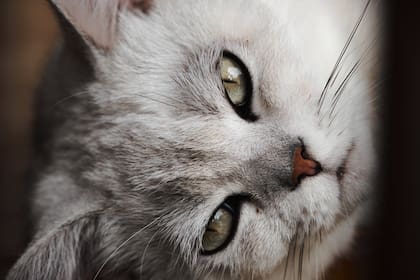 Los gatos solo pueden transpirar a través de las almohadillas de sus patas