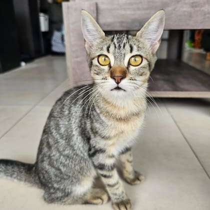 Los gatos son asintomáticos.