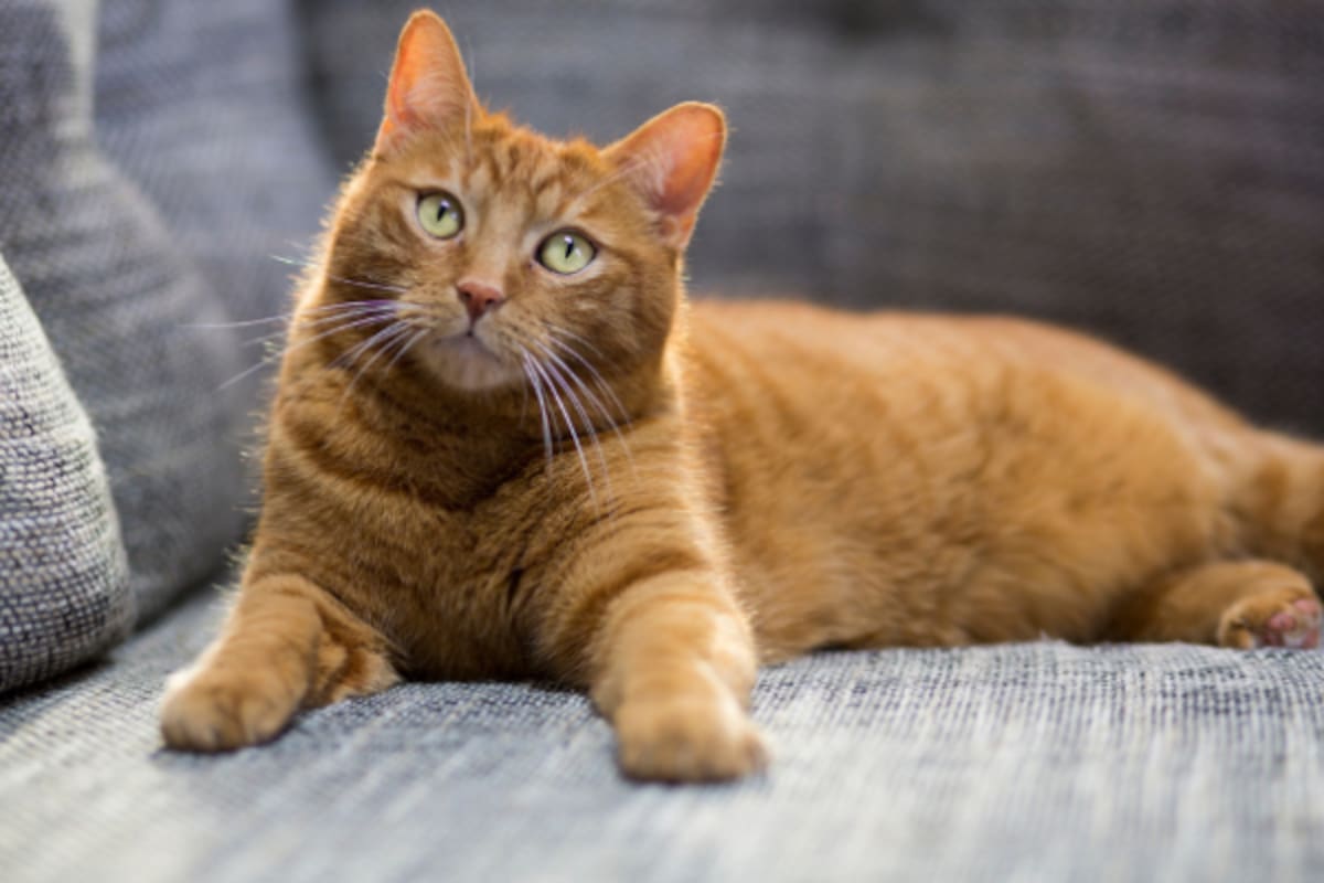 Los gatos son adorados por varias culturas en el mundo