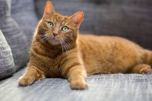 Los gatos son adorados por varias culturas en el mundo