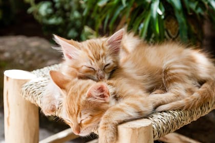 Los gatos son animales carnívoros por naturaleza, lo que significa que necesitan una dieta rica en proteínas animales para mantenerse sanos (Foto de carácter ilustrativo: Pixabay)