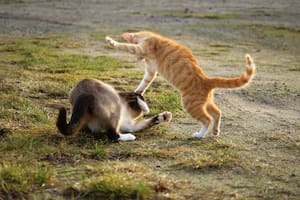 Los gatos son animales territoriales por naturaleza, lo que puede llevar a conflictos