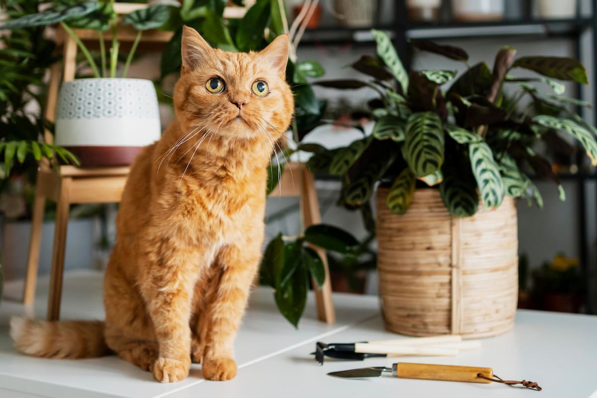 Los gatos son capaces de experimentar ansiedad, miedo y tristeza, aunque lo disimulen entre siestas largas y silencios elegantes