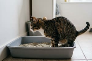 Los gatos son conocidos por sus hábitos higiénicos (Foto: Gemini)