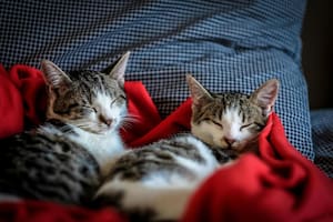 Los gatos son considerados los "reyes del sueño" por su capacidad por dormir gran cantidad de horas