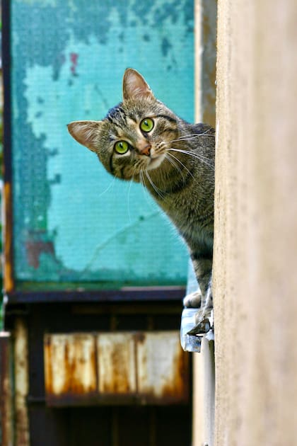 Los gatos son curiosos por naturaleza, lo que hace que se alejen de sus hogares