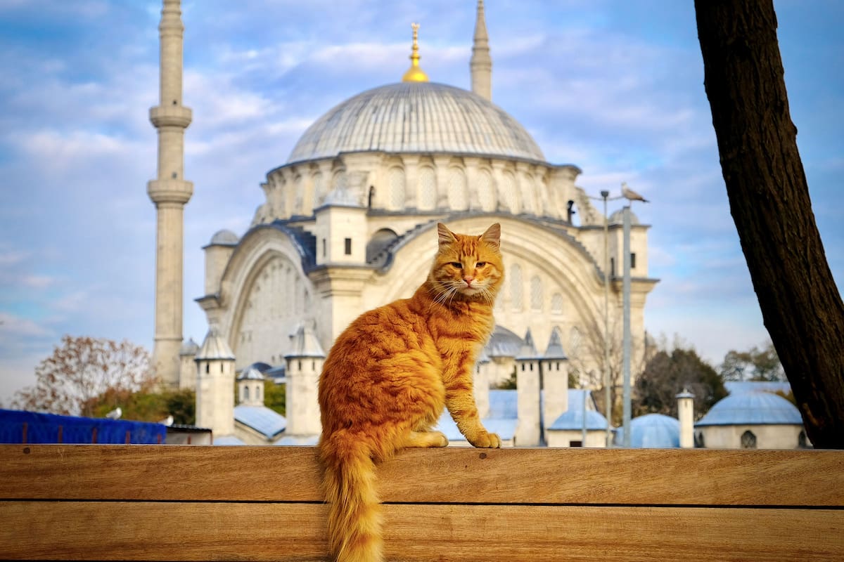 Los gatos son emblemas en Turquía