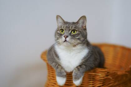Los gatos son fan de la limpieza, por eso se están limpiando constantemente