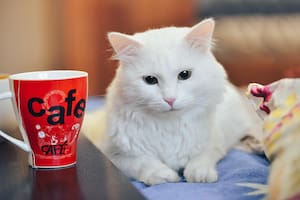 Los gatos son focos de múltiples investigaciones científicas (Foto ilustrativa: PIXABAY)