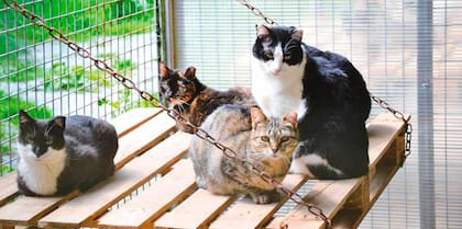 Los gatos son independientes pero es necesario realizar una adaptación si van a vivir en un nuevo hogar