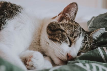 Los gatos son más independientes que los perros