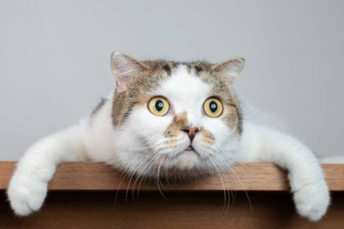 Los gatos son muy territoriales, y la cuarentena les podría estar jugando una mala pasada