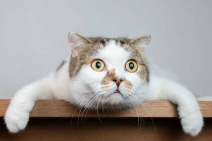 Los gatos son muy territoriales, y la cuarentena les podría estar jugando una mala pasada