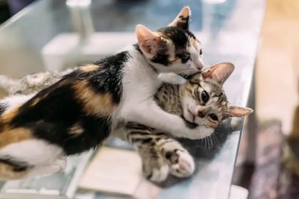 Los gatos son seres sociables