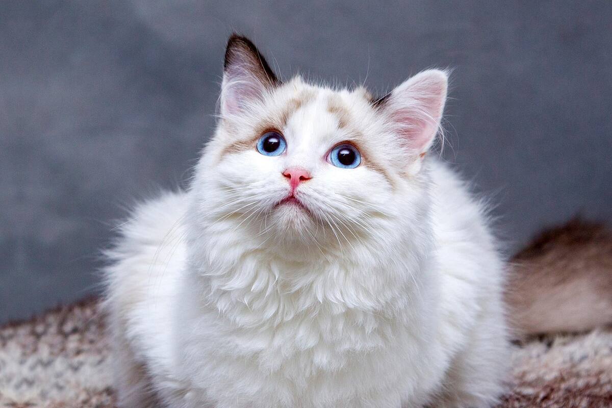 Los gatos son seres curiosos por naturaleza, pero la ingesta de ciertas plantas puede provocar severos problemas en su salud