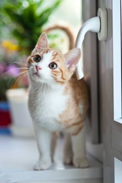 Los gatos son seres curiosos que suelen escaparse de casa para explorar el mundo, sin tener en cuenta que están sujetos a peligros