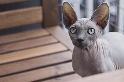 Los gatos Sphynx suelen tener cuidados especiales por su falta de cabello