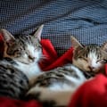 Carlos Gutiérrez, veterinario, sobre el aire acondicionado y los gatos: “También pueden resfriarse”