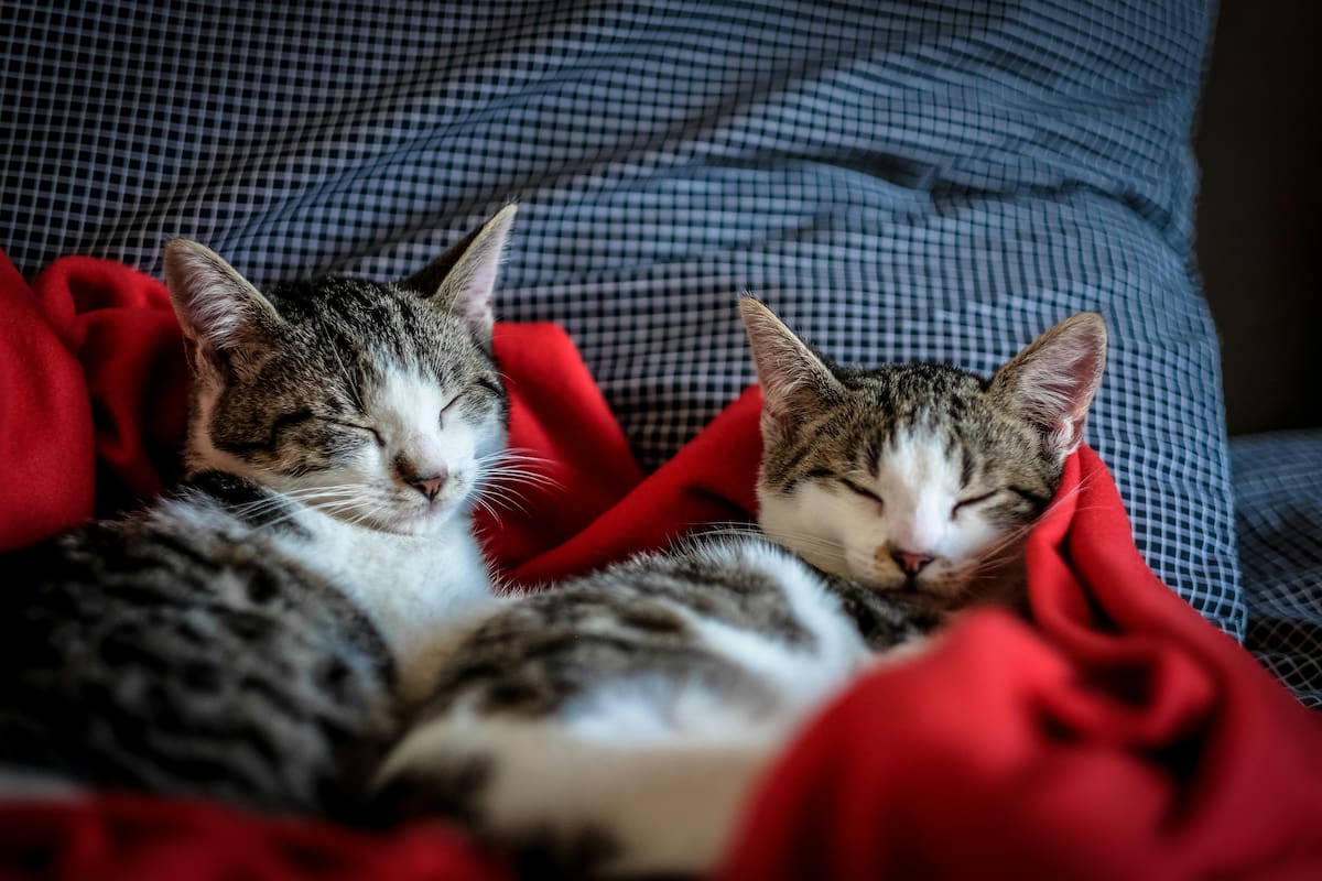 Los gatos suelen buscar los lugares más cálidos de la casa durante el invierno