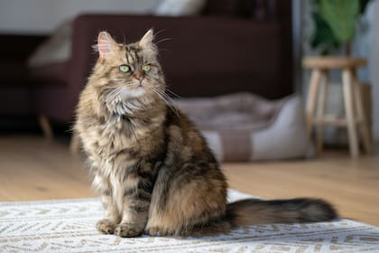 Los gatos suelen cambiar de pelaje
