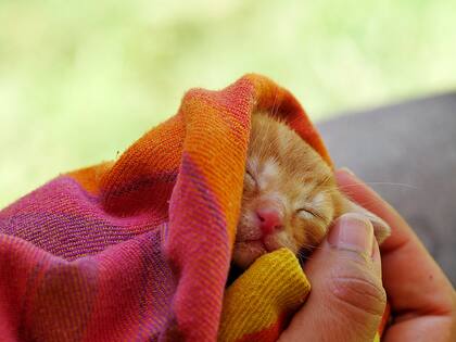 Los gatos suelen comer varias veces al día en pequeñas porciones, por lo que conviene dejar comida disponible (si no hay riesgo de obesidad) o alimentarlos en horarios regulares (Foto de carácter ilustrativo: Pixabay)