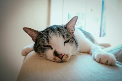 Los gatos suelen dormir durante el día, lo que genera un problema en muchos hogares (imagen ilustrativa)