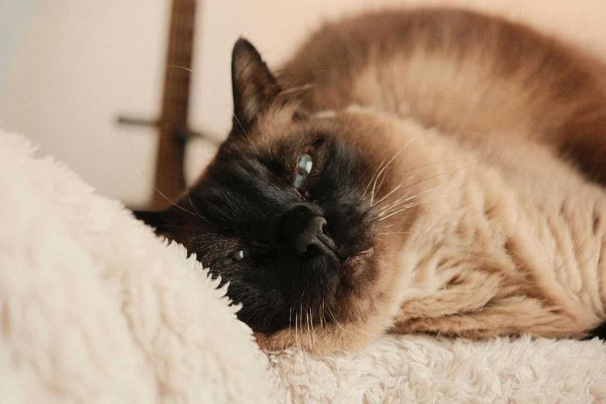 Los gatos suelen dormir más durante el día, lo que puede ser un problema para la convivencia (imagen ilustrativa)